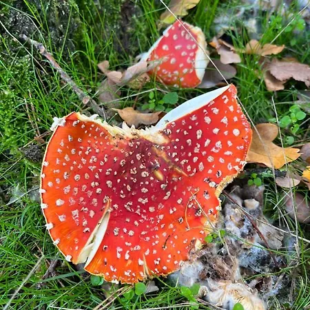 De Evelien シャレー